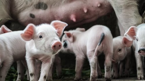 Debido a las restricciones que sufre Huawei, su apuesta por la Inteligencia artificial en granjas de cerdos y minas de carbón locales son algunas de las alternativas de negocio por las que ha apostado.
